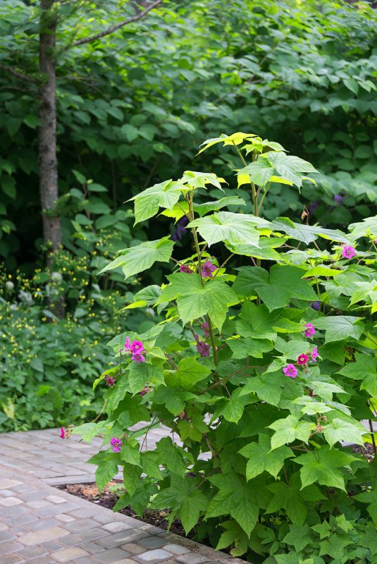 Малина душистая Rubus odoratus