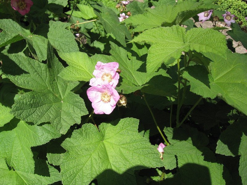 Thimbleberry перевод