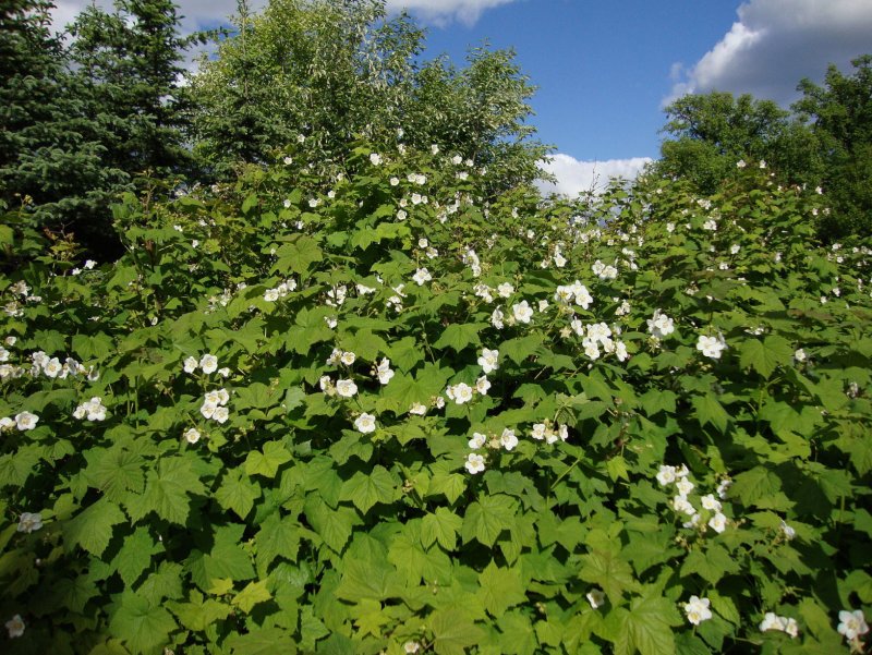 Малина душистая (миниклен)