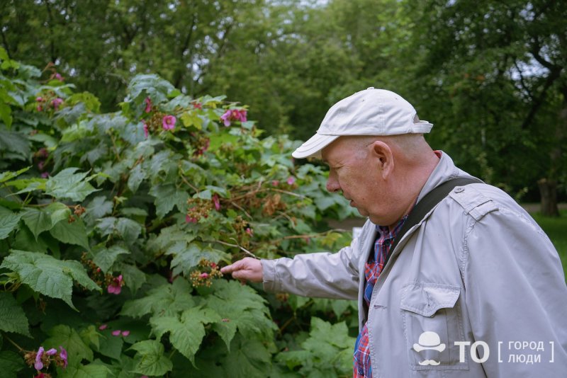 Малиноклен листья