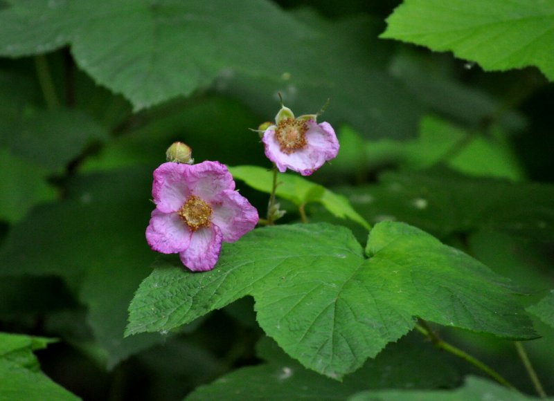 Rubus odoratus