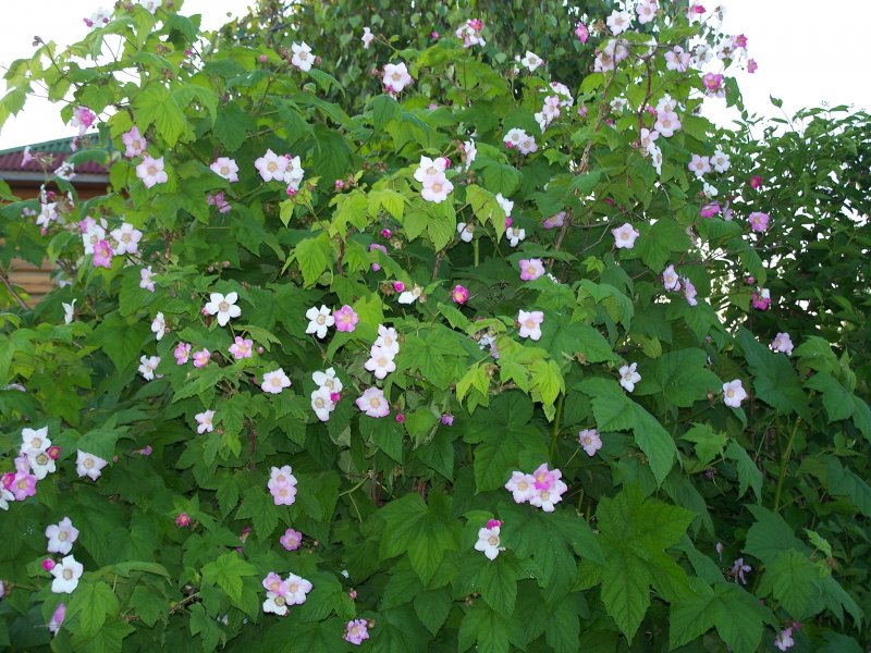 Малина душистая Rubus odoratus