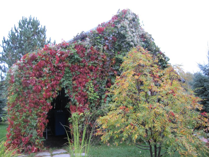 Малина душистая (Rubus odoratus l.)