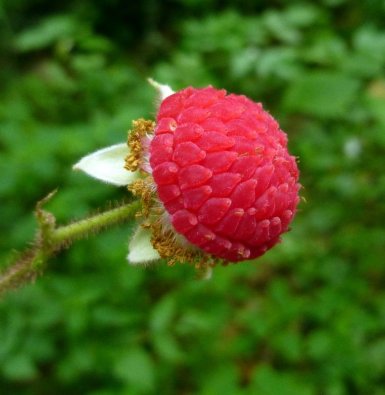 Клен малина душистая Rubus odoratus