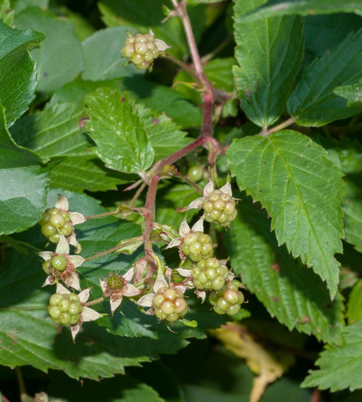 Малина душистая (Rubus odoratus l.)
