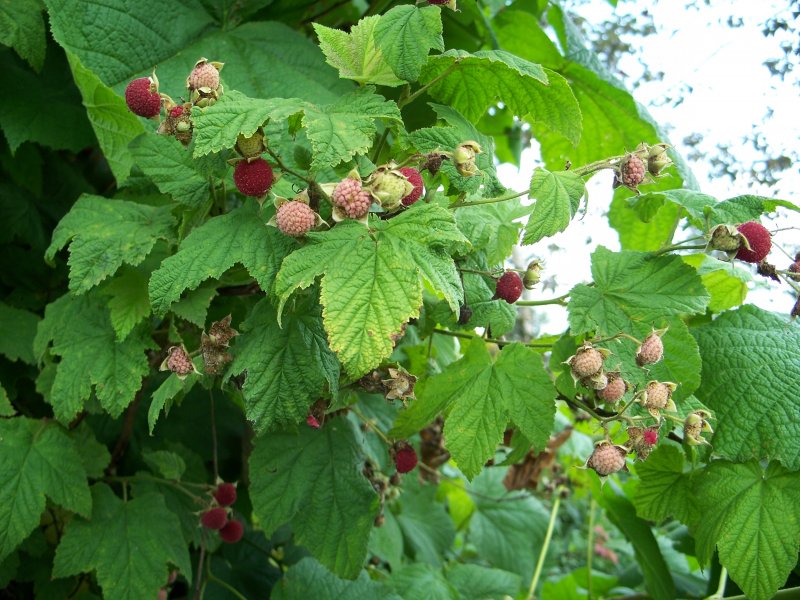 Малина душистая Rubus odoratus