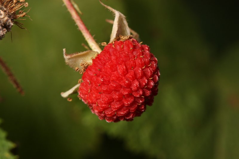Rubus Sanctus