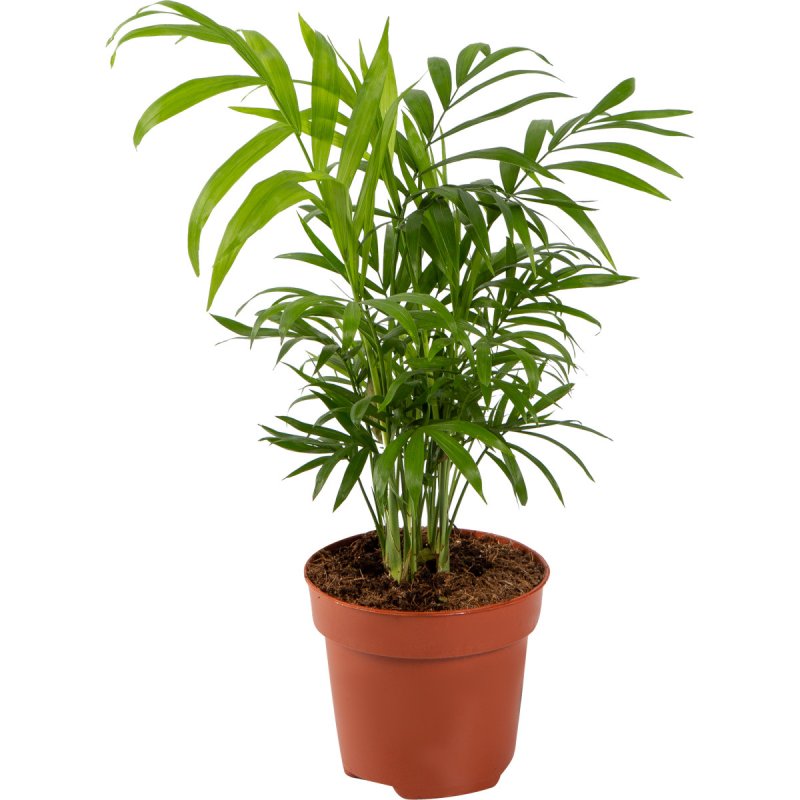 Chamaedorea seifrizii