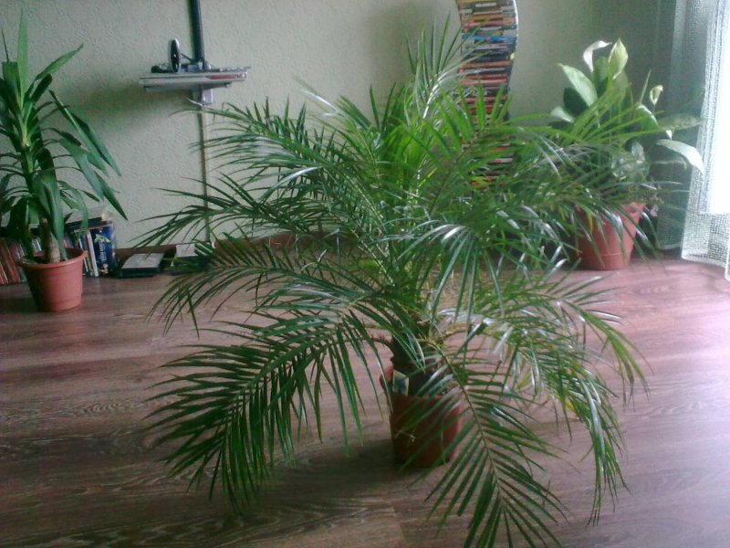 Рапис и хамедорея