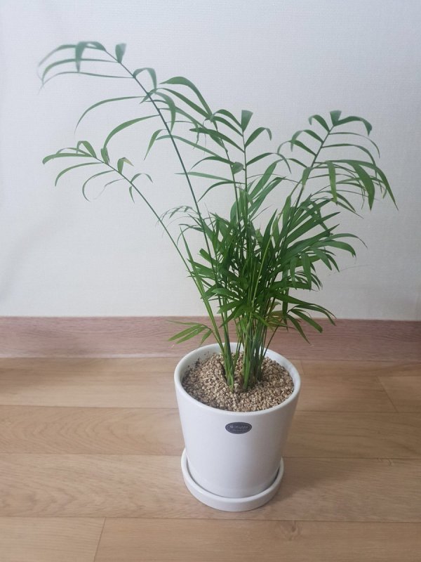 Хамедорея elegans