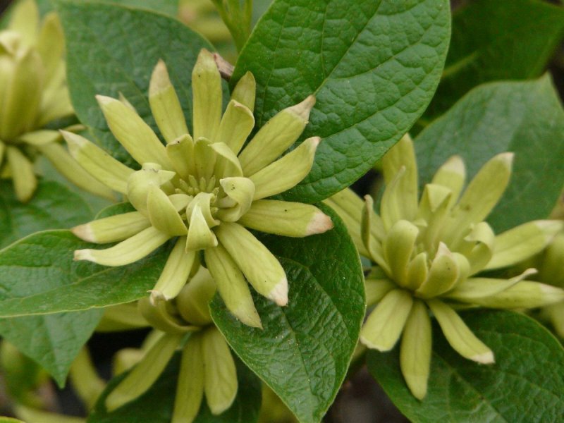 Calycanthus chinensis