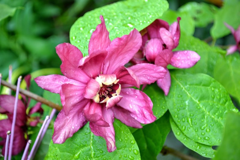 Каликант, Каликантус, Чашецветник, Calycanthus