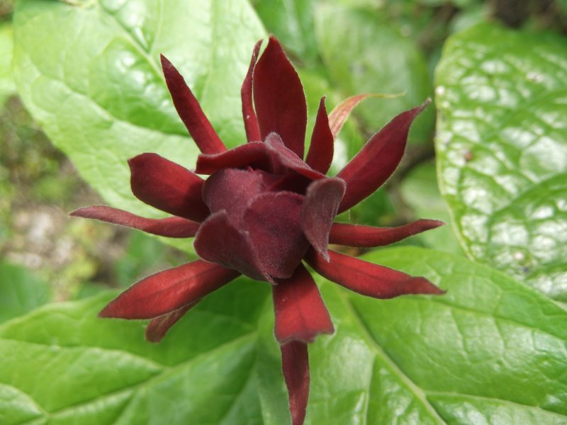 Calycanthus 'Aphrodite'