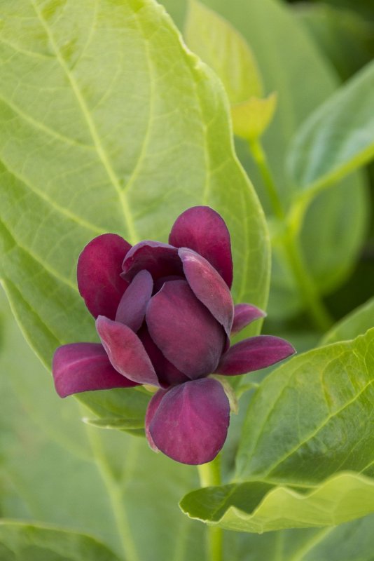 Каликант кустарник