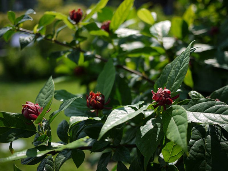 Каликант Флоридус Calycanthus floridus-