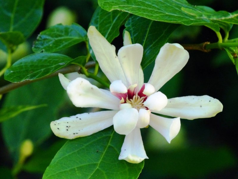 Calycanthus chinensis