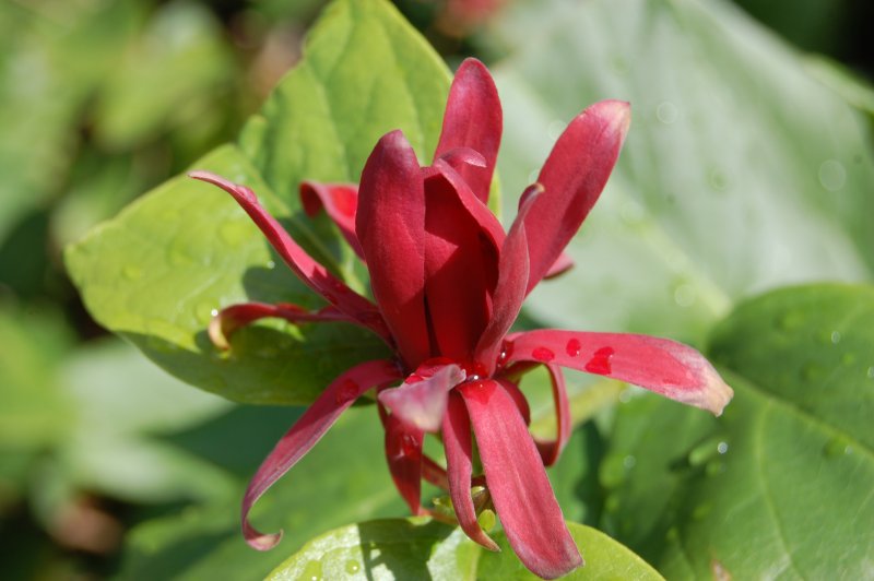 Calycanthus floridus l.