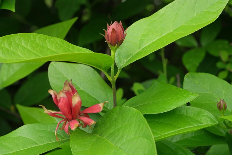 Calycanthus floridus