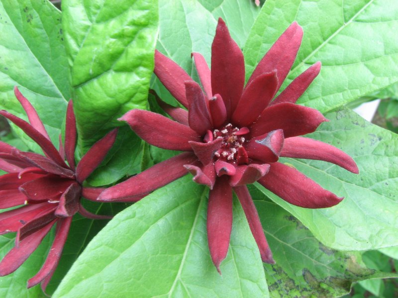 Каликант Calycanthaceae Ferax