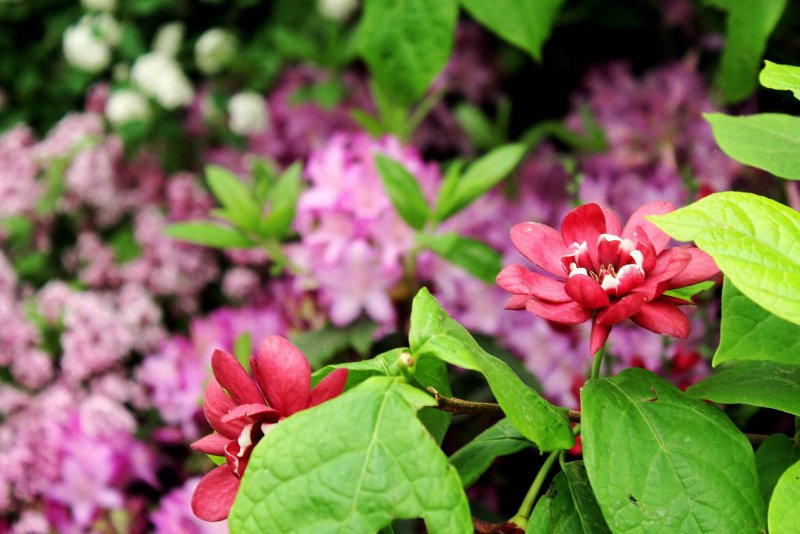Каликант Флоридус Calycanthus floridus-