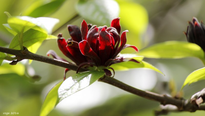 Каликант китайский (Calycanthus chinensis