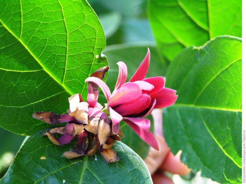 Каликант (Calycanthus Aphrodite