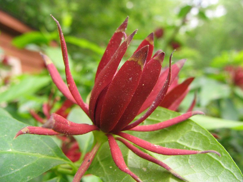 Calycanthus occidentalis