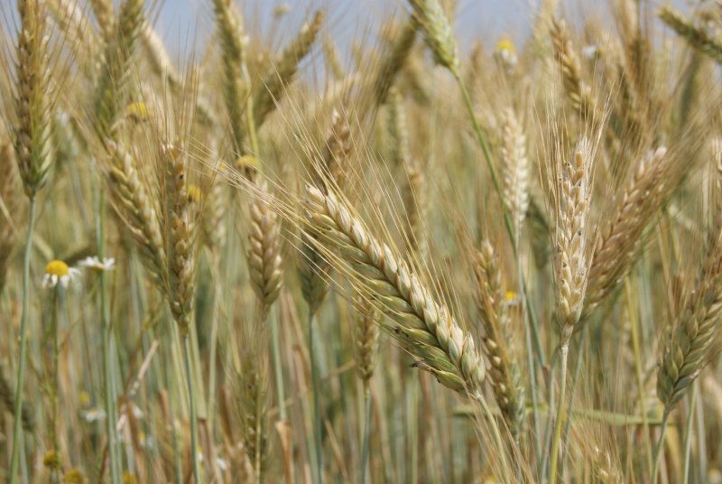 Hordeum bogdanii