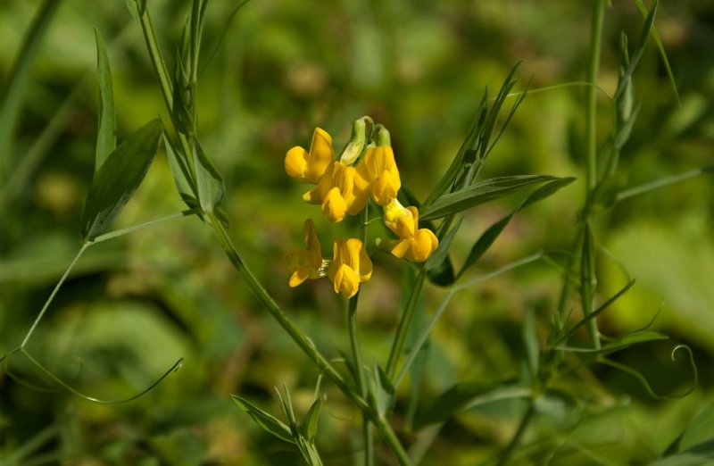 Чина Луговая (Lathyrus pratensis)