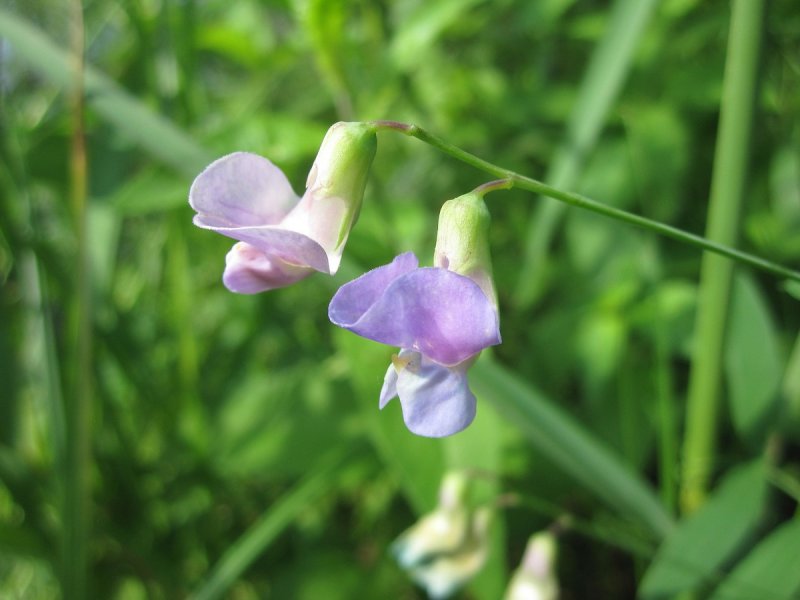 Чина клубненосная (Lathyrus tuberosus)
