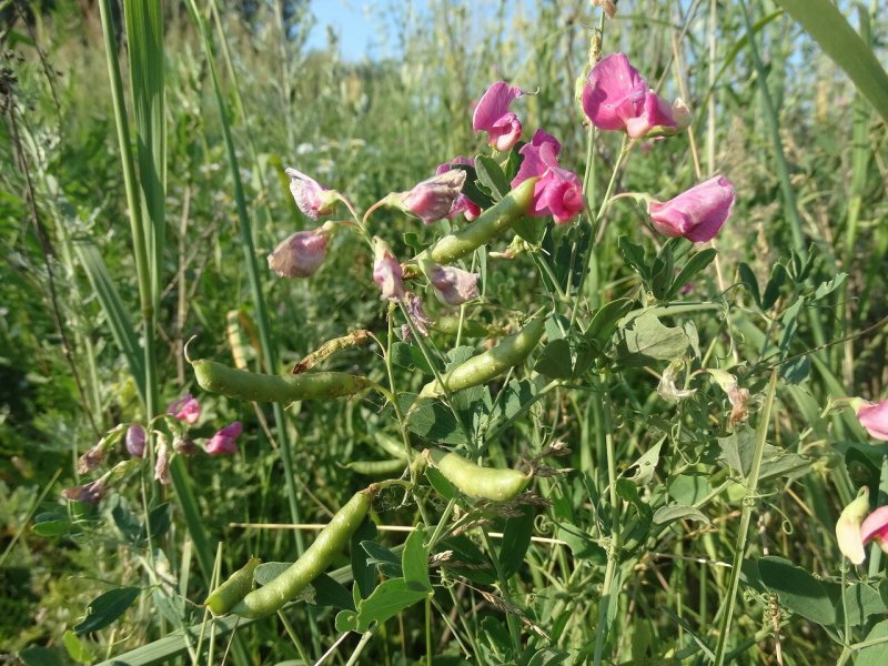 Чина посевная (Lathyrus sativus l.)