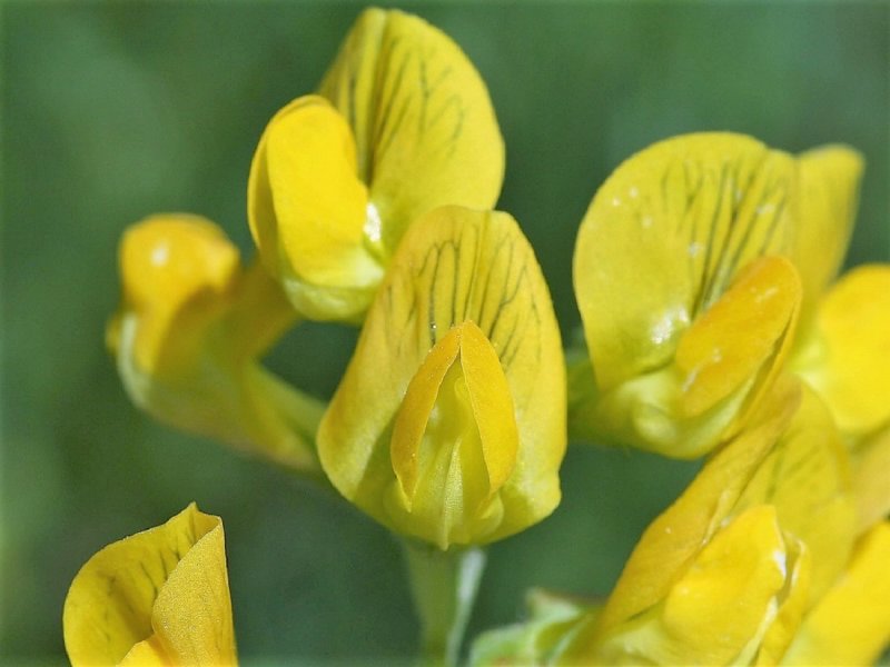 Чина Луговая (Lathyrus pratensis)