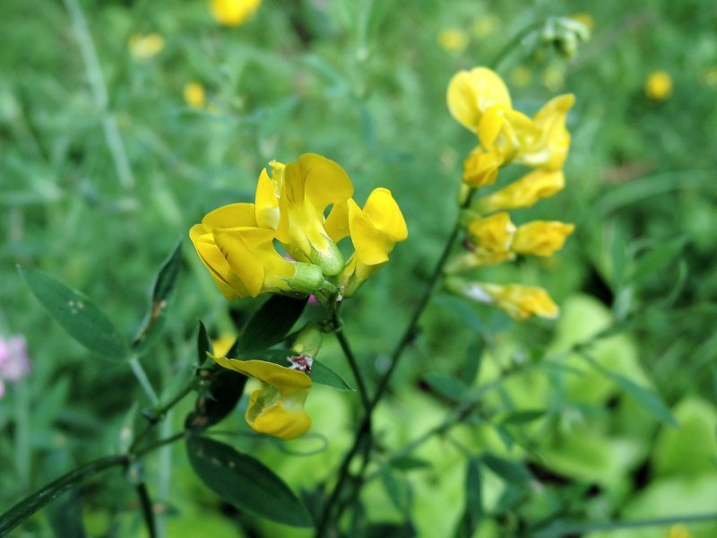 Чина Луговая (Lathyrus pratensis)