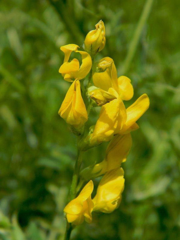 Чина Lathyrus Луговая