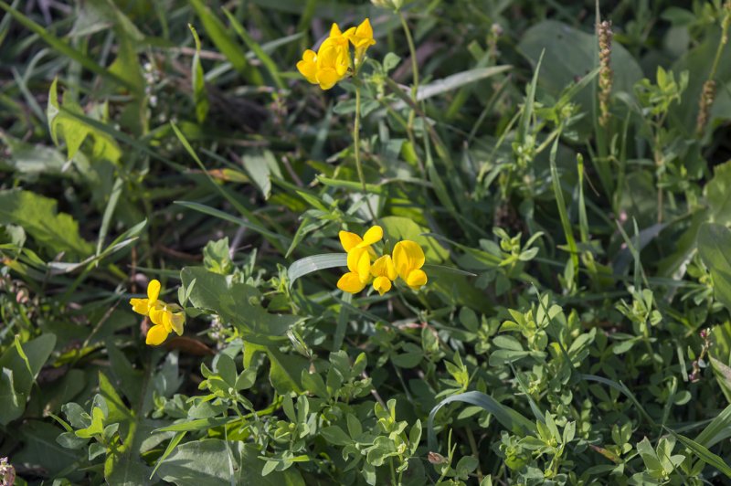 Чина Луговая (Lathyrus pratensis)