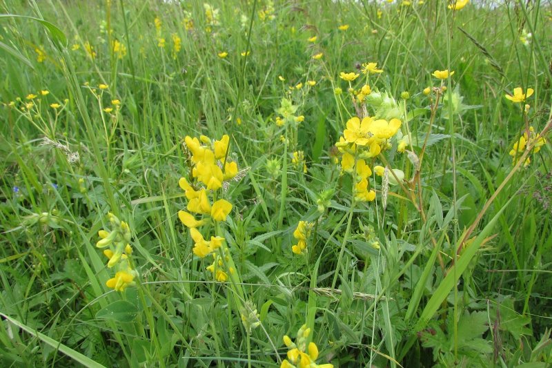 Чина Луговая (Lathyrus pratensis)