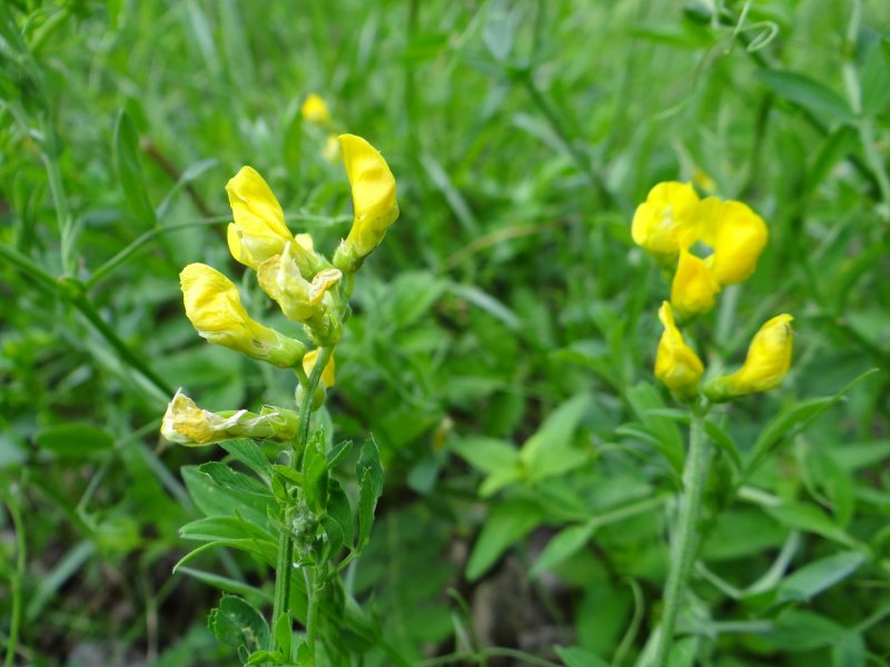 Lathyrus pratensis чи́на Лугова́я
