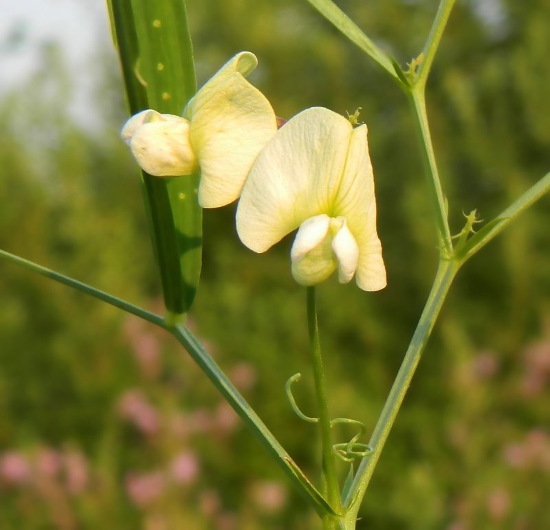Лотус corniculatus