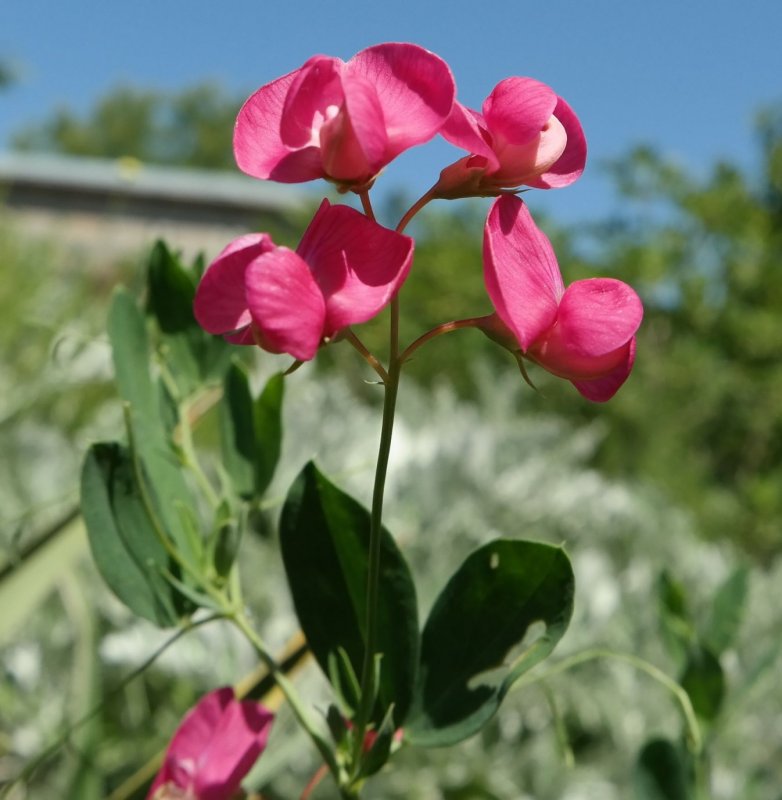 Лядвенец рогатый (Lotus corniculatus l.)
