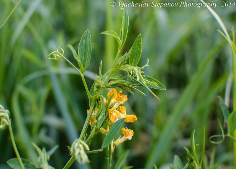 Лядвенец рогатый (Lotus corniculatus l.)