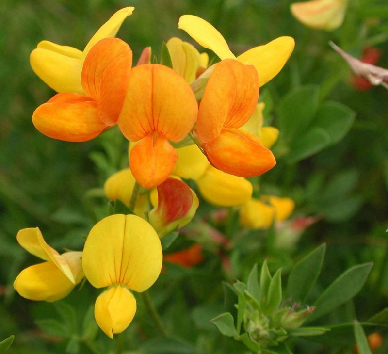 Lathyrus latifolius