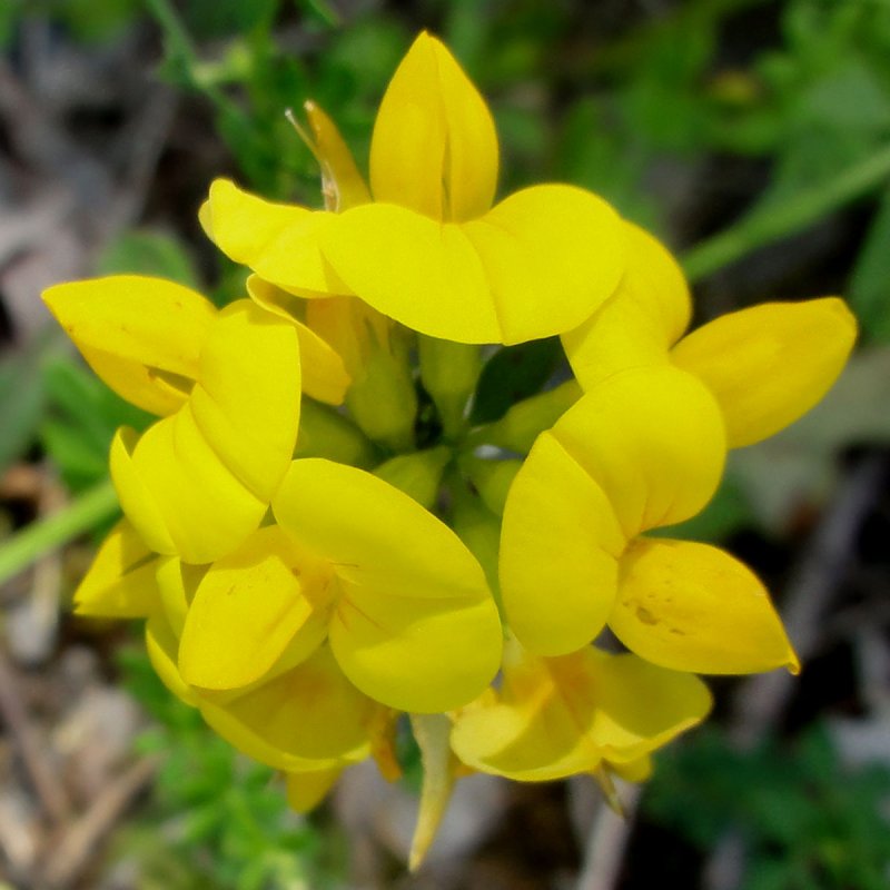 Чина клубневая (Lathyrus tuberosus)
