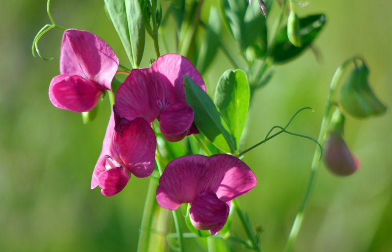 Чина клубненосная (Lathyrus tuberosus)