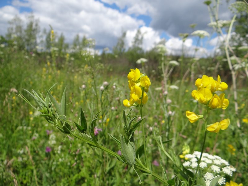Чина Луговая (Lathyrus pratensis)