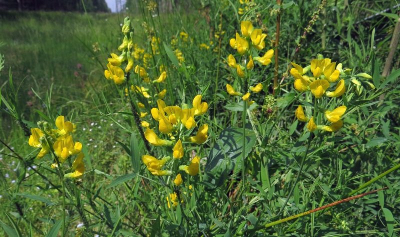 Чина Lathyrus Луговая