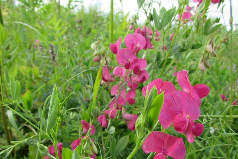 Чина Весенняя, сочевичник (Lathyrus vernus)