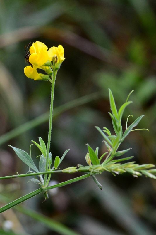 Lathyrus pratensis чи́на Лугова́я