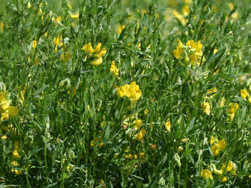 Чина Луговая (Lathyrus pratensis)