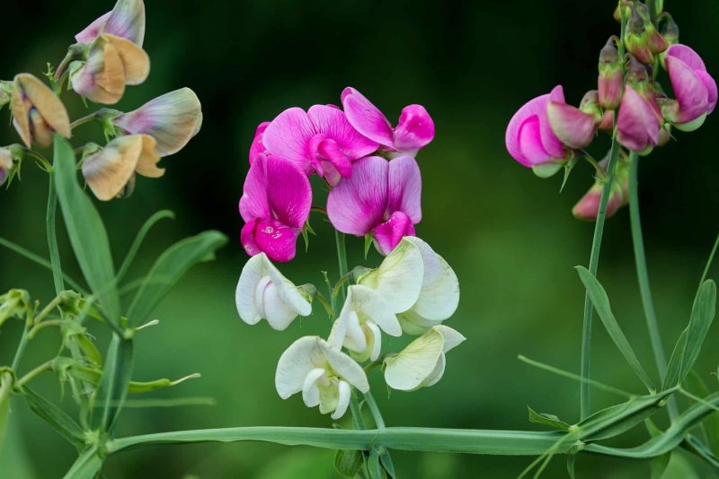 Чина Болотная Lathyrus palustris