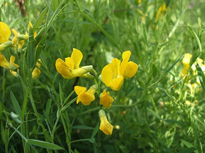 Чина Lathyrus Луговая